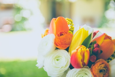 特写摄影的白色和橙色花瓣的花
